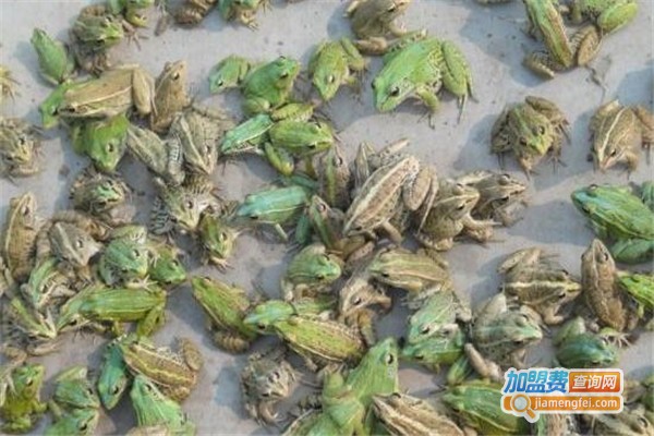 嘉祥青蛙养殖加盟