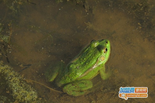 锦绣田园青蛙养殖