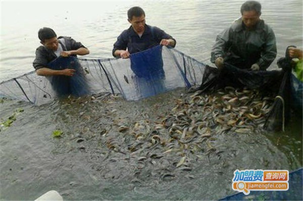 瑞禾上品泥鳅养殖加盟