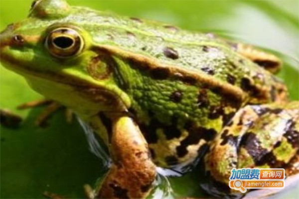 瑞农9号青蛙养殖加盟费