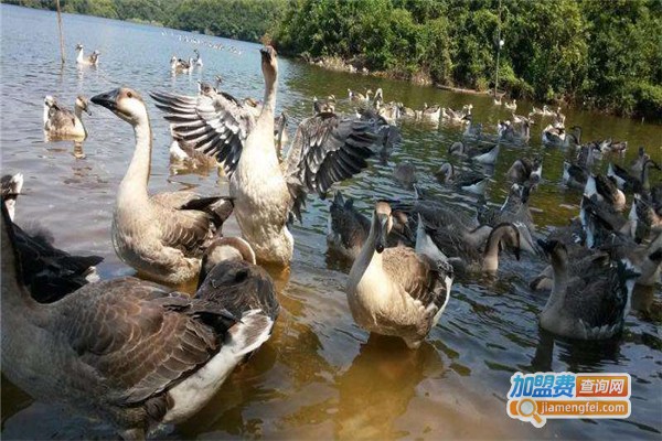 汇丰骏捷养殖加盟费