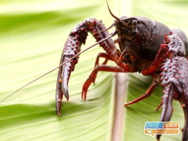 振农9号龙虾养殖加盟