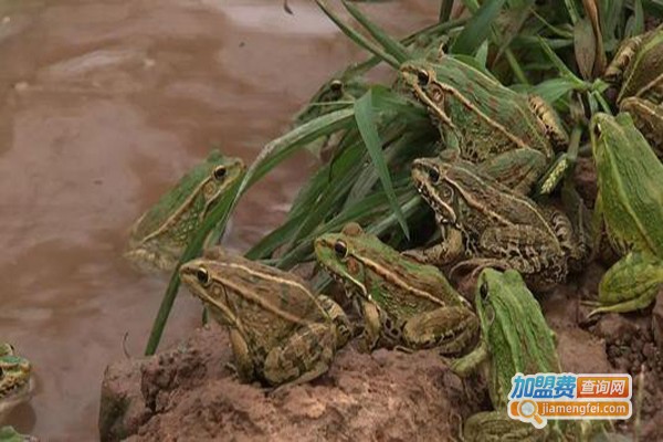 龙韵9号黑斑蛙加盟费