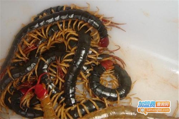 帝龙8号金头蜈蚣加盟费