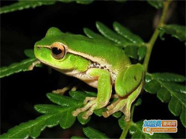 金一农9号青蛙养殖加盟