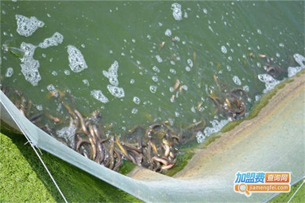 长丰9号泥鳅养殖加盟费