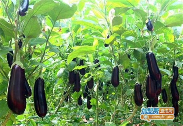 天利丰土元加盟费