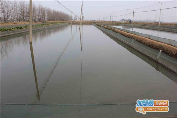 侬利10号泥鳅养殖加盟费