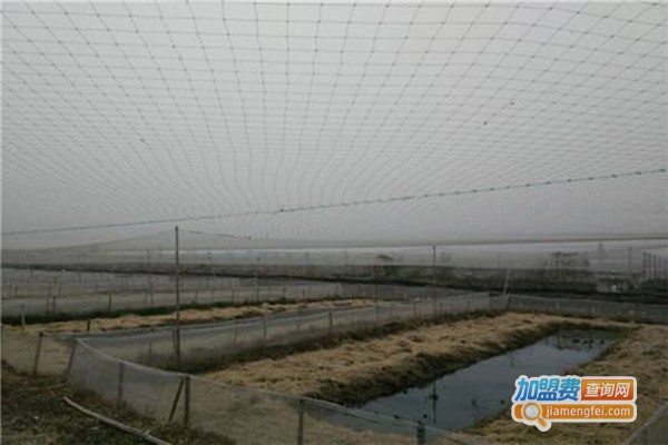 盛优6号青蛙养殖加盟费