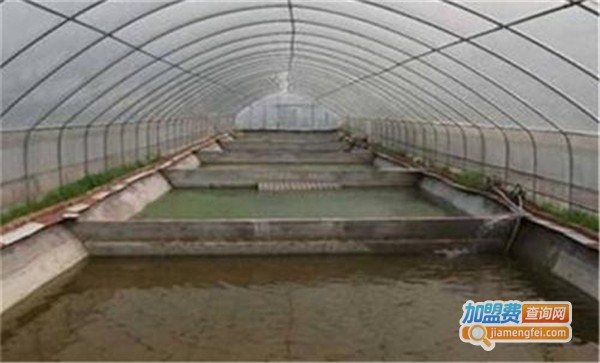 丰和园泥鳅养殖加盟费