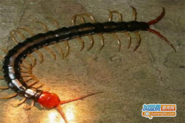 新羽九号蜈蚣加盟门店