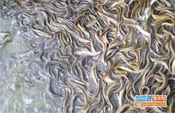 瑞农9号泥鳅养殖加盟费