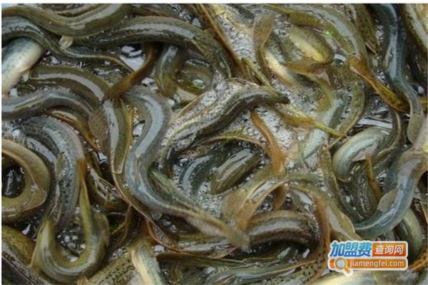 鑫渔圣泥鳅养殖加盟费