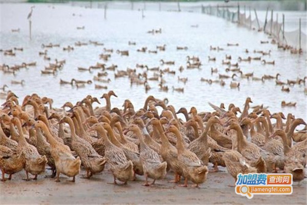 八峰8号养殖加盟费