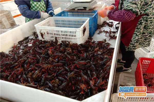 监利龙虾养殖加盟费