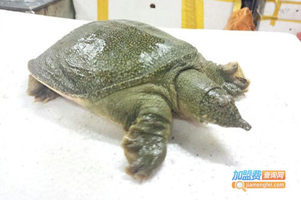 源色1号有机甲鱼加盟费