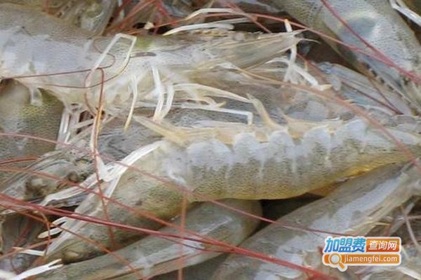 纯淡水基围虾养殖加盟费