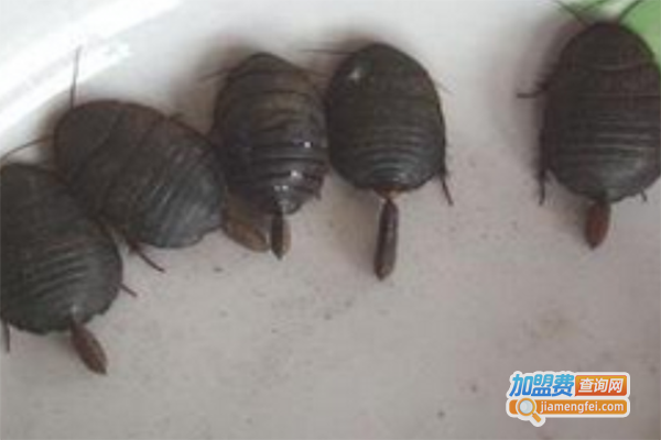 立农8号土元加盟门店