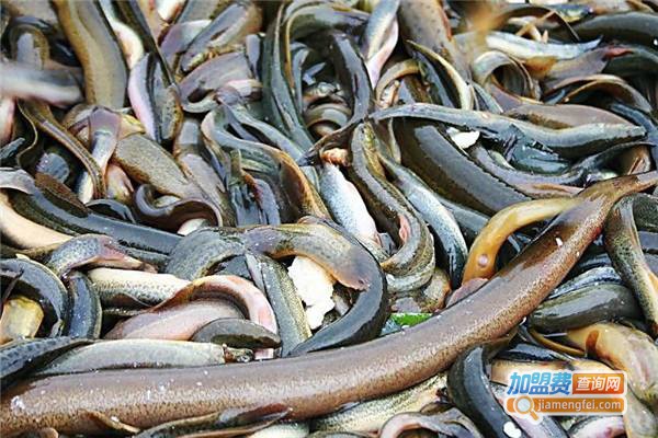 长丰9号泥鳅养殖加盟费