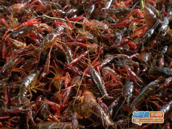 振农9号龙虾养殖加盟费