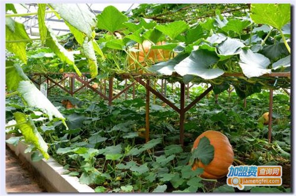 天利丰土元加盟费