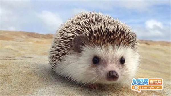 中华金刺猬加盟费