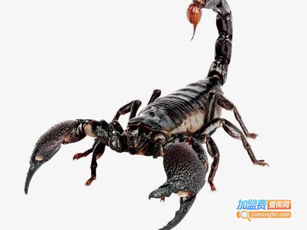 新羽九号蝎子加盟费