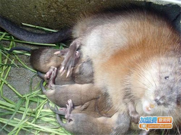 鼠来宝麝香鼠加盟费