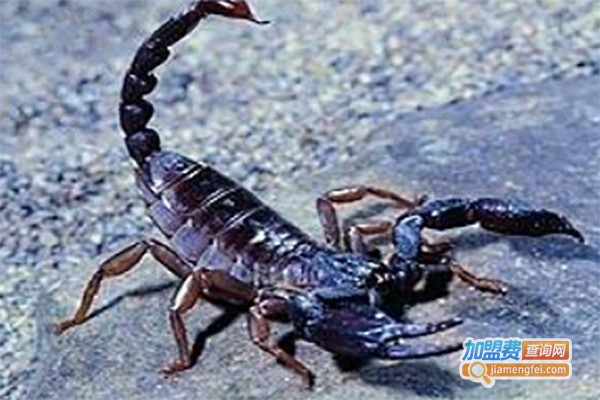 湘隆蝎子养殖加盟费