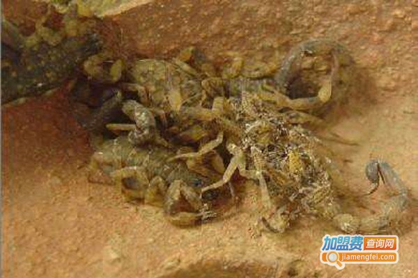 金烨药蝎养殖加盟