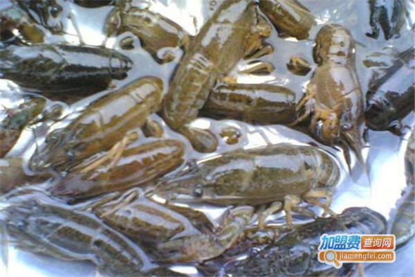 久久虾王养殖加盟费