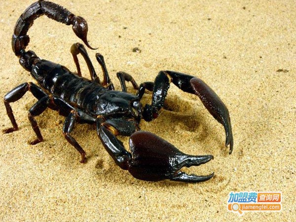 千华8号蝎子加盟费