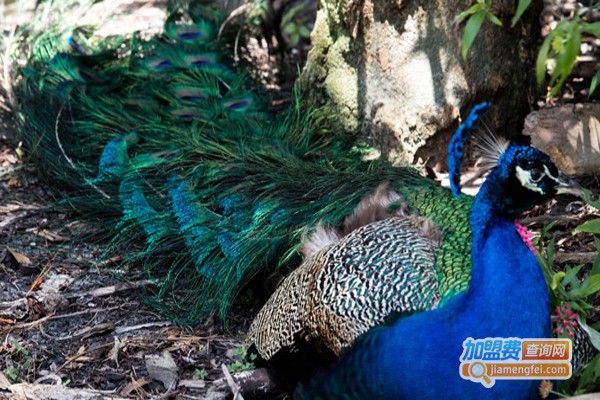 田富丰蓝孔雀养殖加盟费