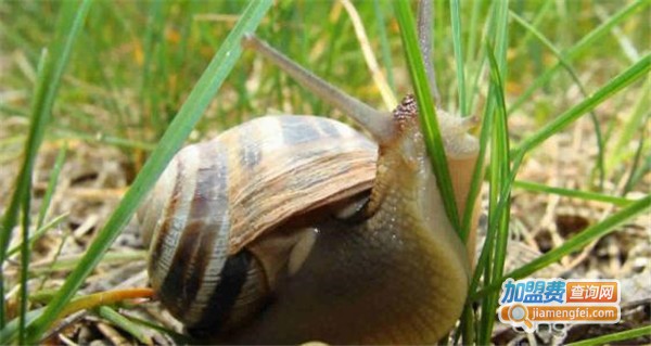 润田蜗牛加盟费