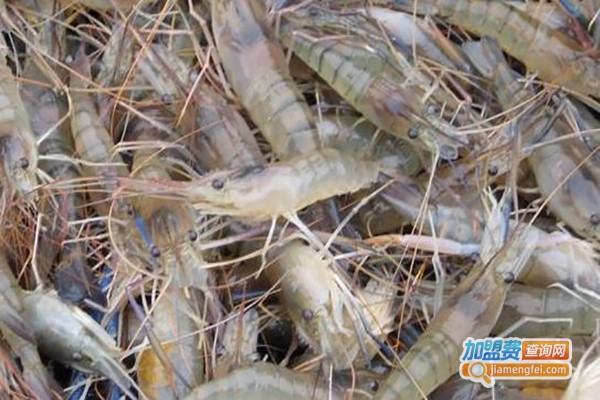 陈氏沼虾养殖加盟费