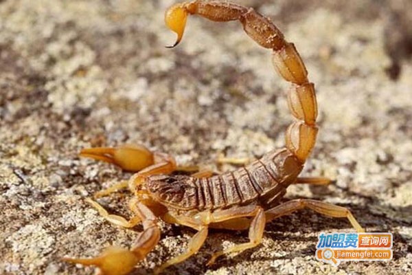 华西八号蝎子加盟费