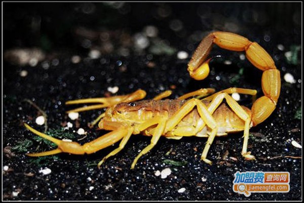 农翔金蝎加盟费