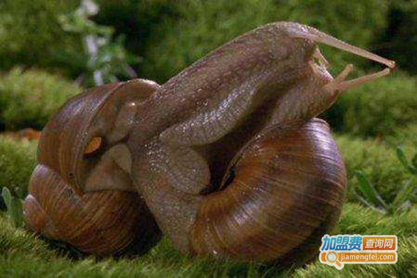 神农8号蜗牛加盟