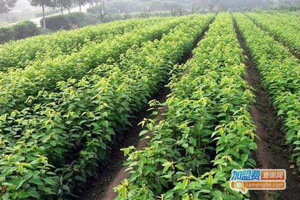 巨丰一号天麻加盟费