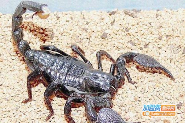 鲁山蝎子养殖加盟费