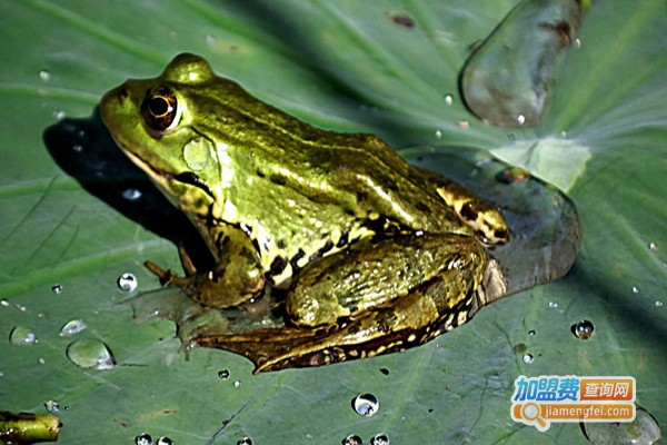 德成9号青蛙养殖加盟费