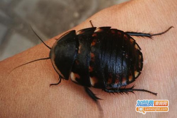 中华土鳖加盟费