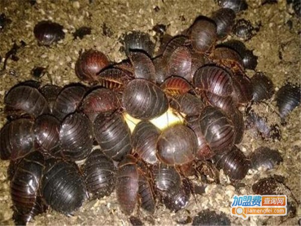 金龟7号土元加盟门店