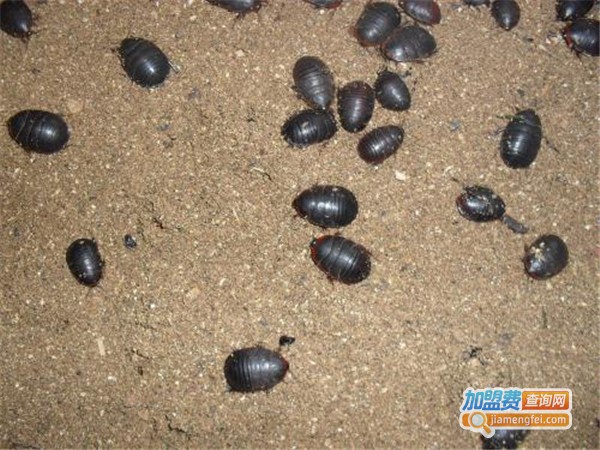 永珠金元加盟门店