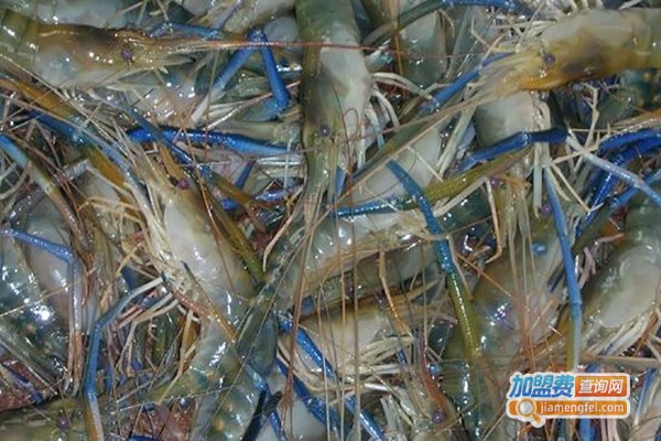 陈氏沼虾养殖加盟费