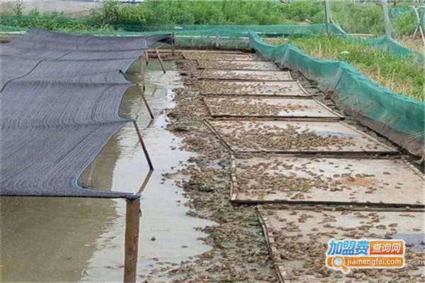 青丰九号青蛙养殖加盟费