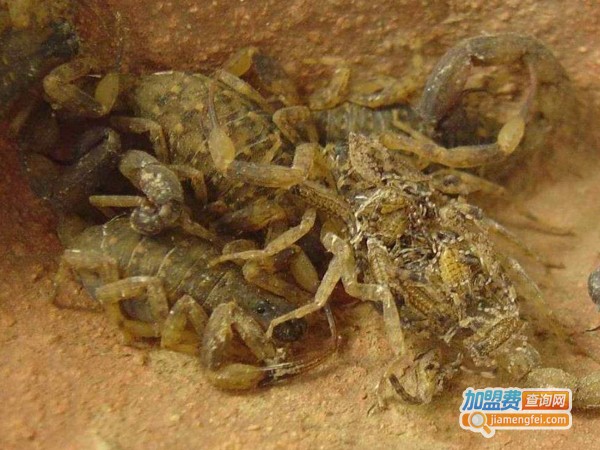 千华8号蝎子加盟费