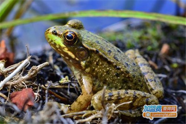 庄稼汉青蛙养殖加盟费