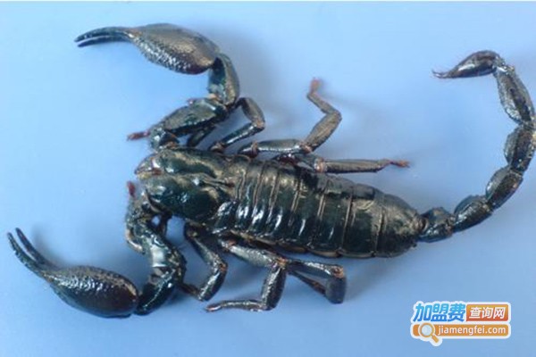 王蝎9号蝎子养殖