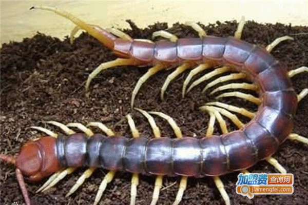 华科蜈蚣加盟费